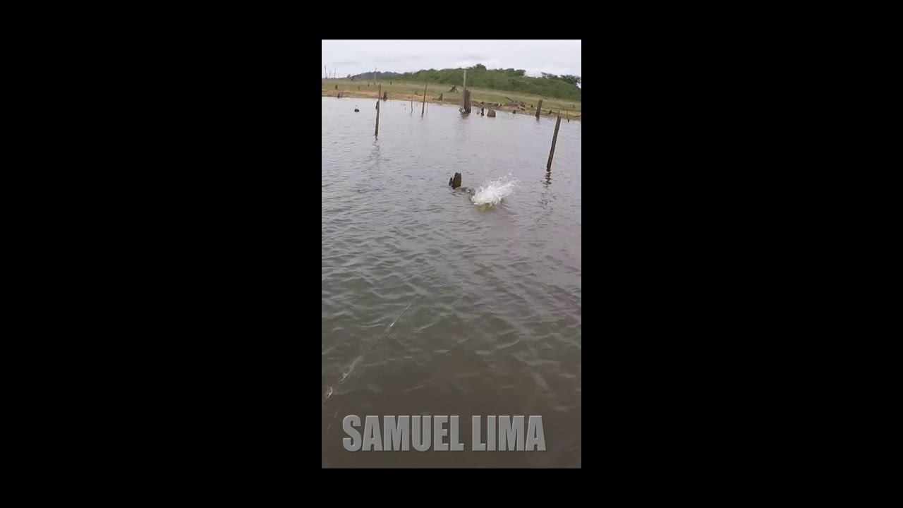 TUCUNAR&Eacute; VAZZOLERI GIGANTESCO NA PESCARIA EM BALBINA