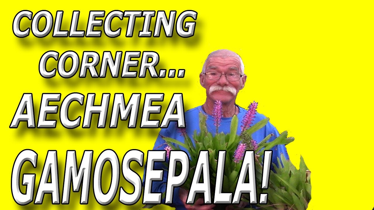 Bromeliad Collecting Corner... Aechmea gamosepala!