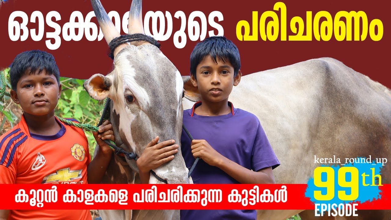 EP-99 ലക്ഷങ്ങൾ വിലയുള്ള കൂറ്റൻ കാളകൾ | കാളപ്പൂട്ട് | kalapoot   #kerala_round_up #palakkad