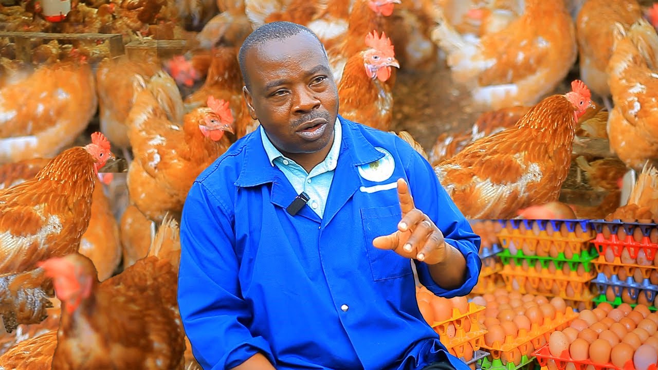 Umugwizatunga adasanzwe yatungishijwe n'INKOKO//Nahevye akazi muri ONG//Ama milliyoni ninjiza