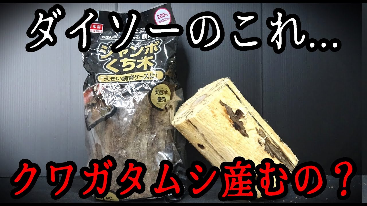 【去年散々だった】ダイソーのジャンボくち木...今年どうなのよ？【産卵材】幼虫飼育【100均】