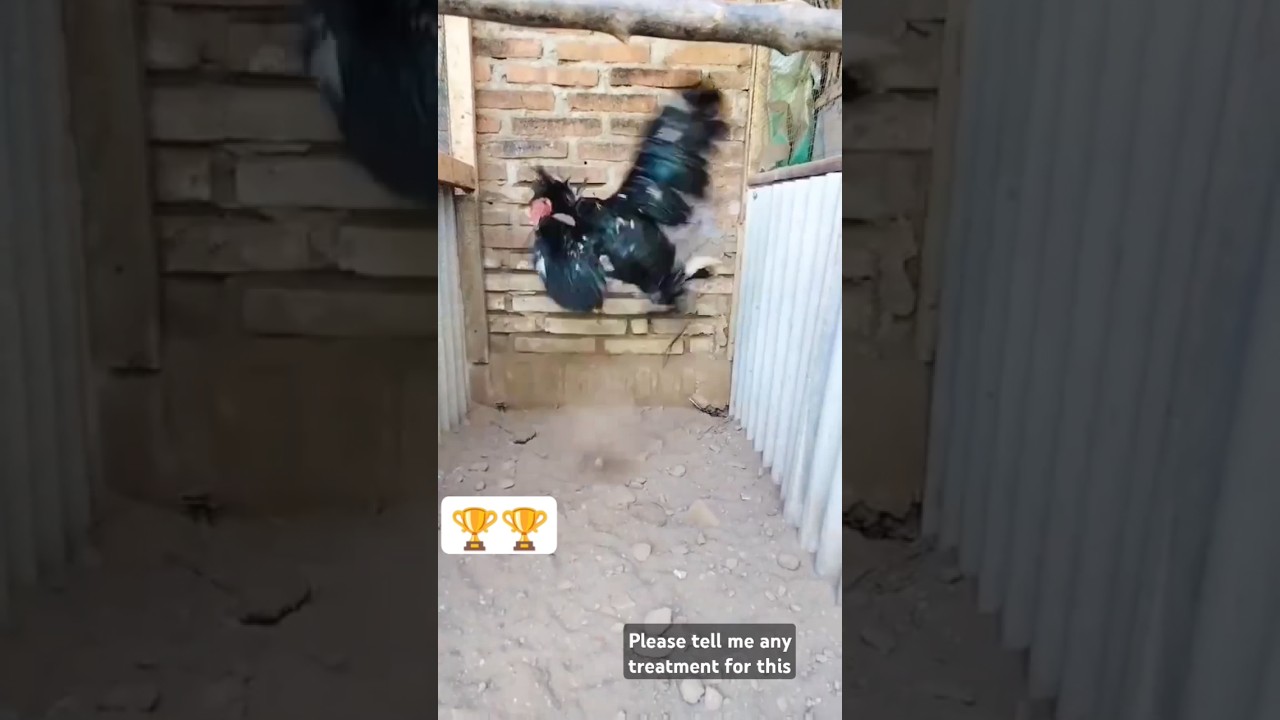 What happened to the chicken? #aseel #murga #1million #views #shorts
