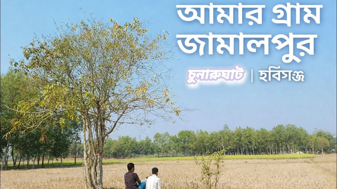 আমার শিকড়, আমার গ্রাম | জামালপুর, চুনারুঘাটের অপরূপ সৌন্দর্য।।Village Life Bangladesh