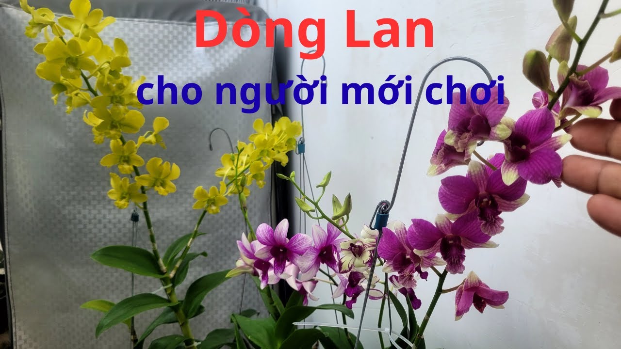 Lan cho người mới chơi/ Dendro nắng