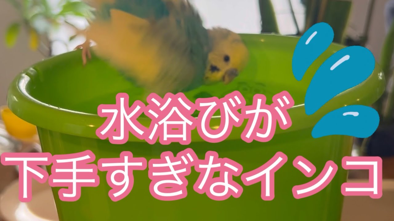 見守りたくなるインコの水浴び時間🦜💧