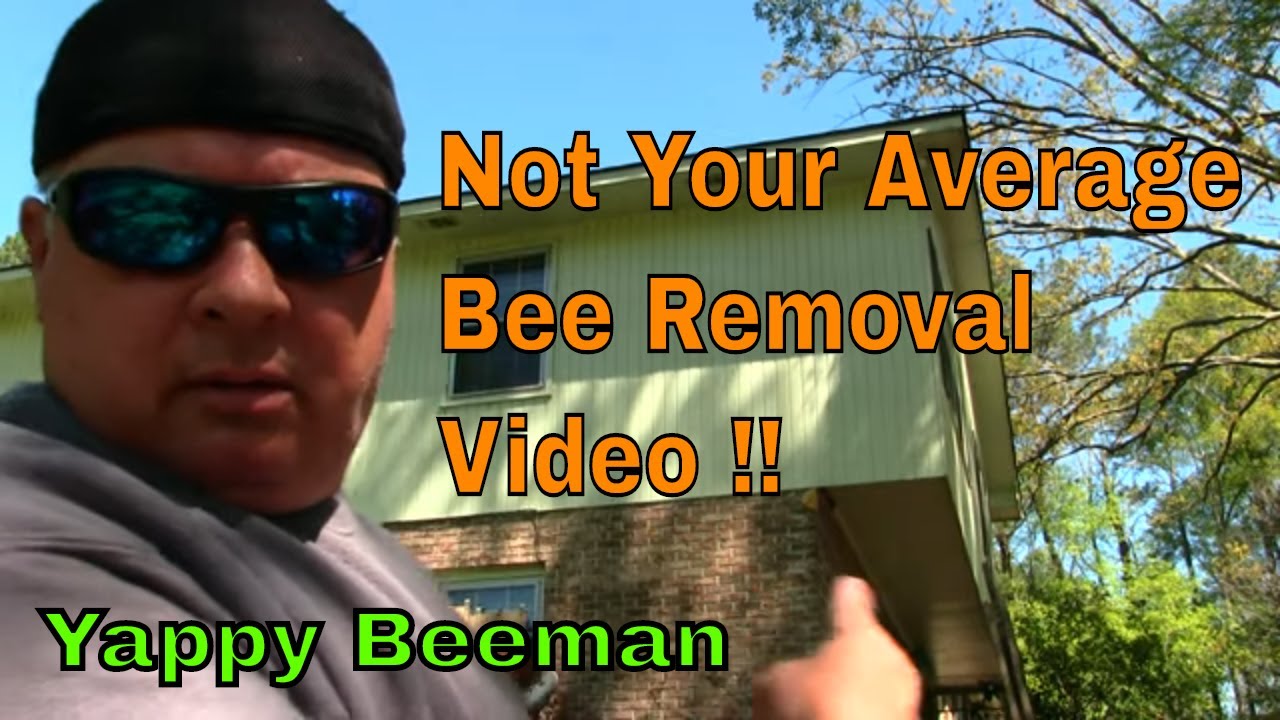 Honey Bees Swarm Me During A Live Bee Removal