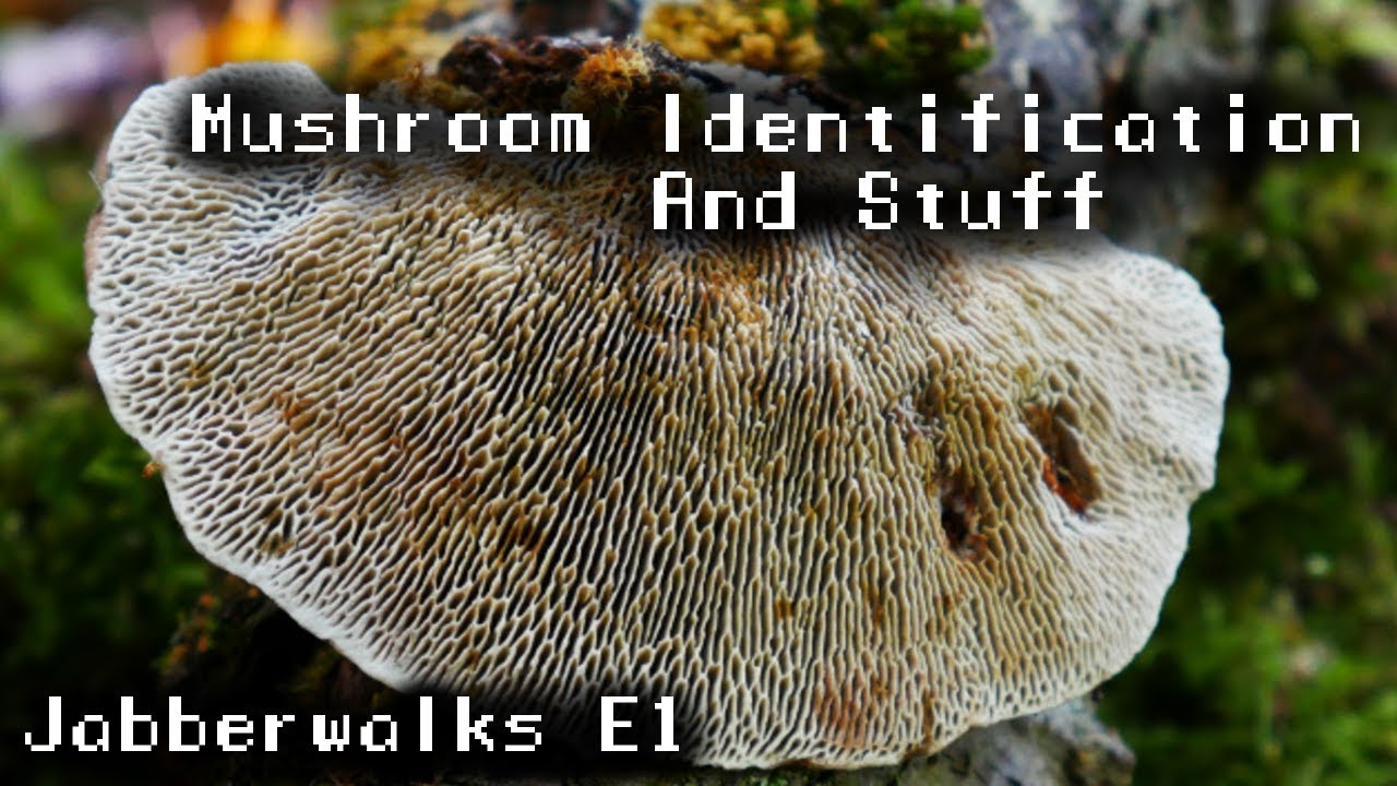 Jabberwalks E1 - Moist Mushrooms and More