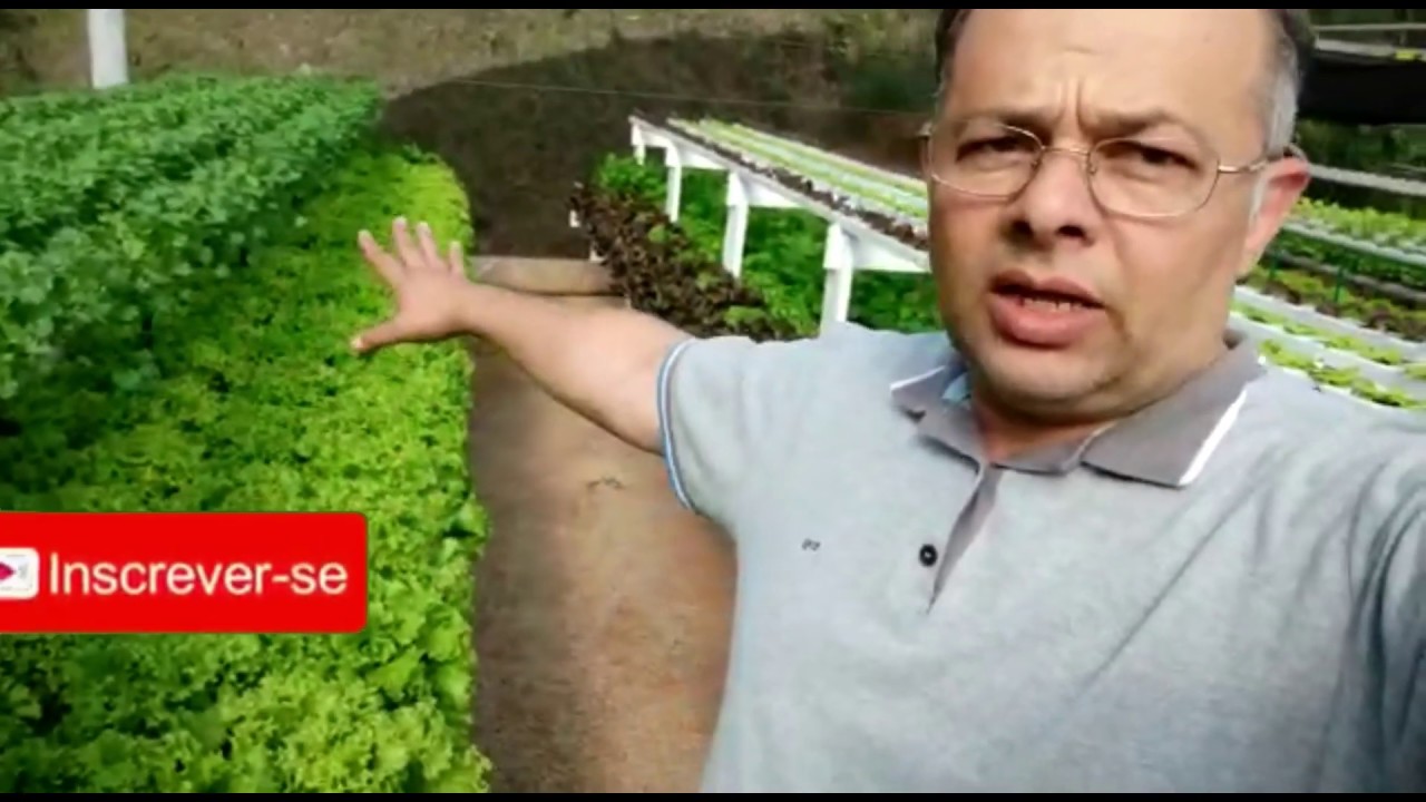 Queima das Bordas das folhas - como resolver