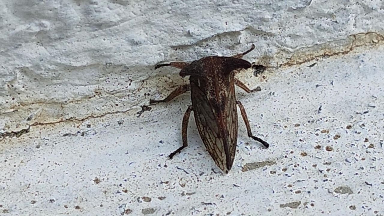 Teasing curious insect having horns🪲 | Cow horn beetle | Treehopper