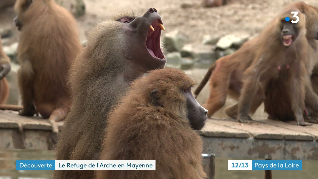 Le Refuge de l'Arche (17/12/2021) // Reportage diffusé au 12/13 de France 3