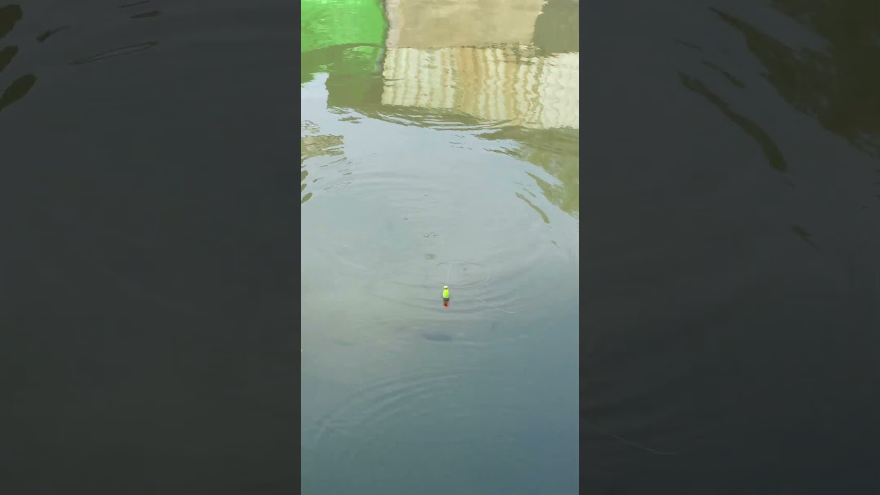 Daily Fish Farm Life in 20 Seconds! #shorts