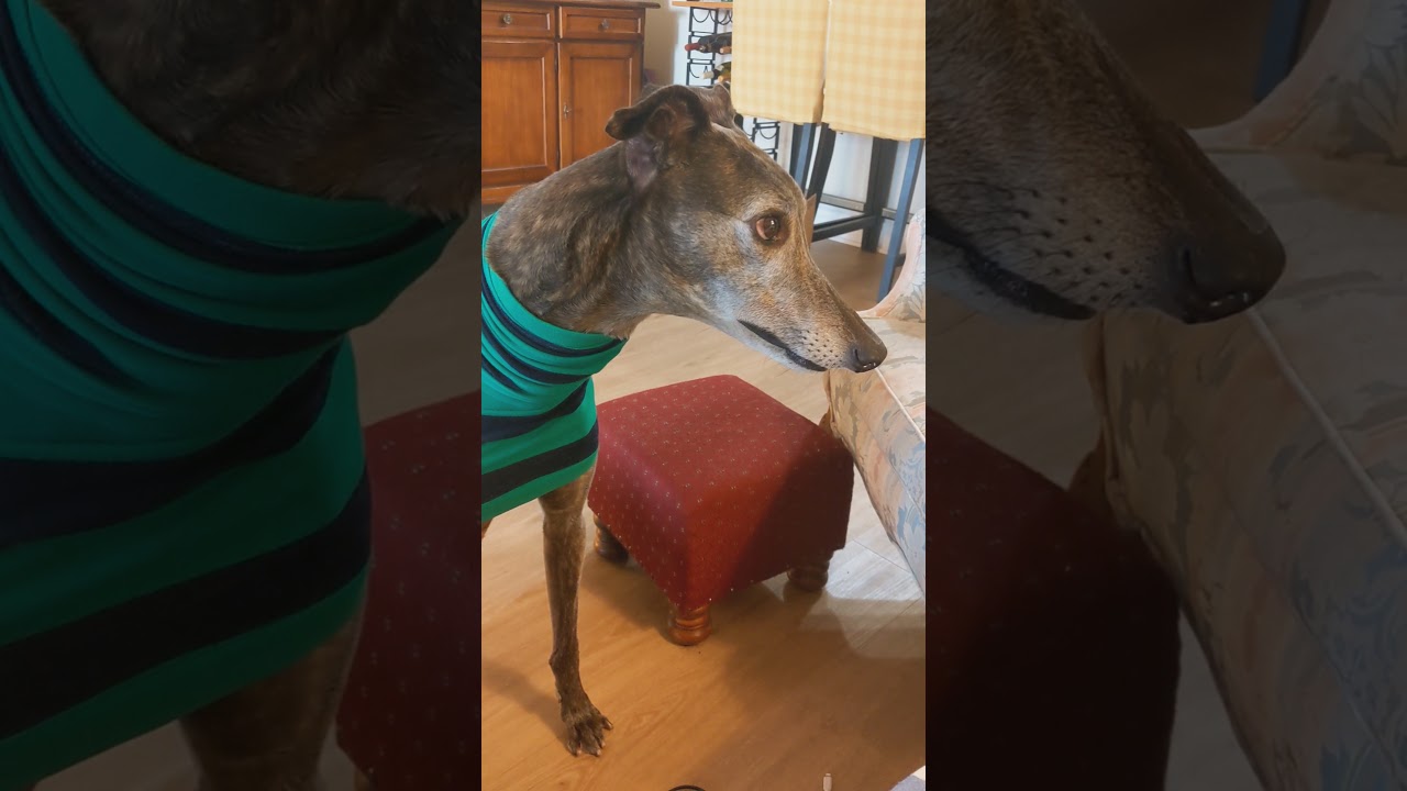 Rowdy the Greyhound's Breakfast Tantrum - Part 2