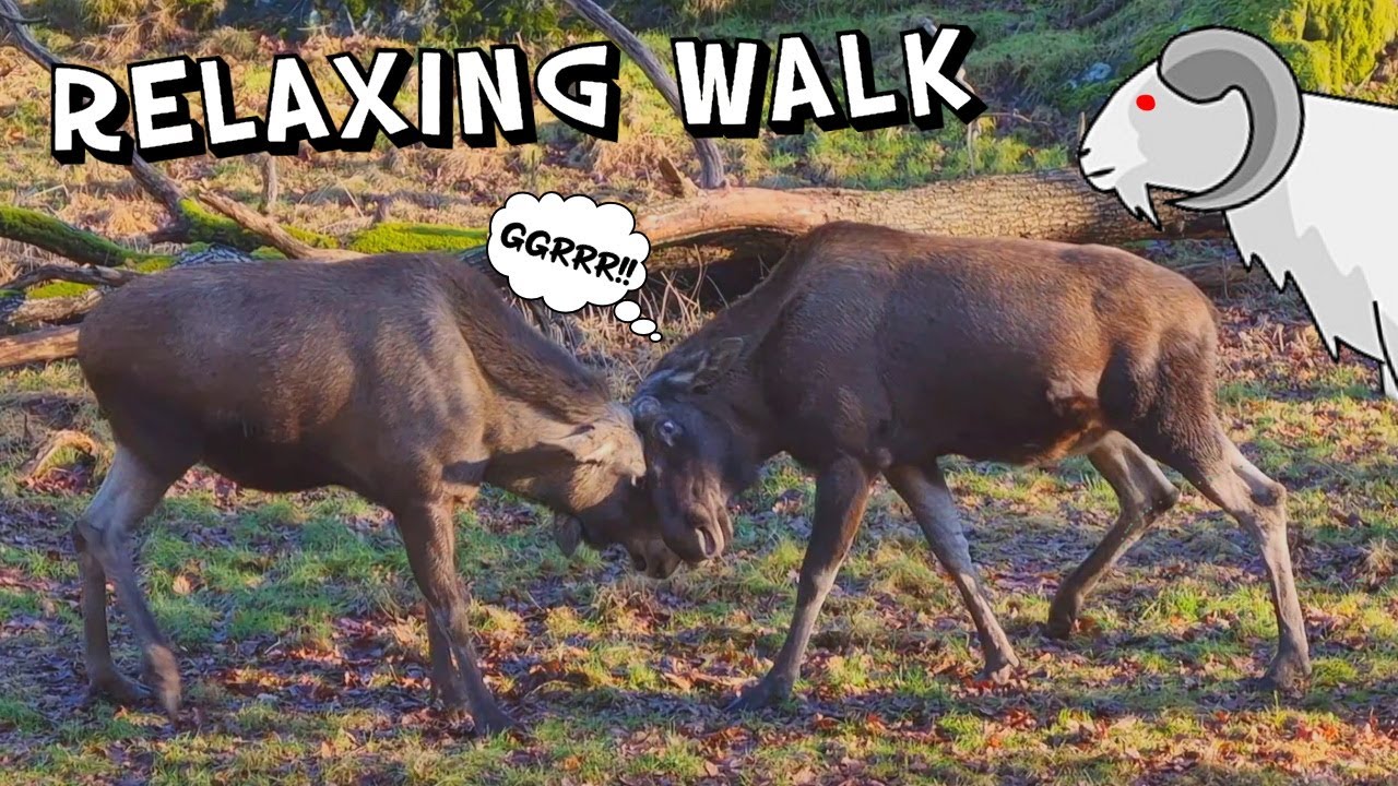 Relaxing walk in Beautiful weather with Animals in the 