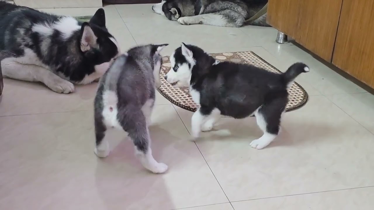 #Bella ki family #huskypuppy #huskydog #siberianhusky #cutepuppy #lovepets 