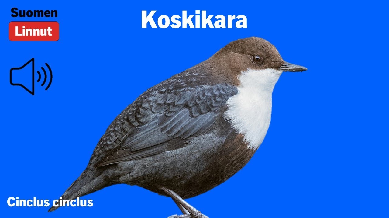 Koskikara - Cinclus cinclus - White-throated Dipper - strömstare - CINCIN