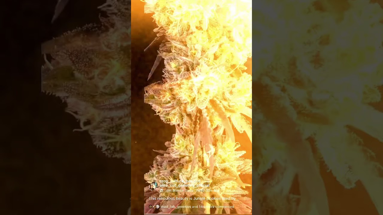 Jungle Cookies #6 (Blue Cookies x Jungle Cake) incoming drop!