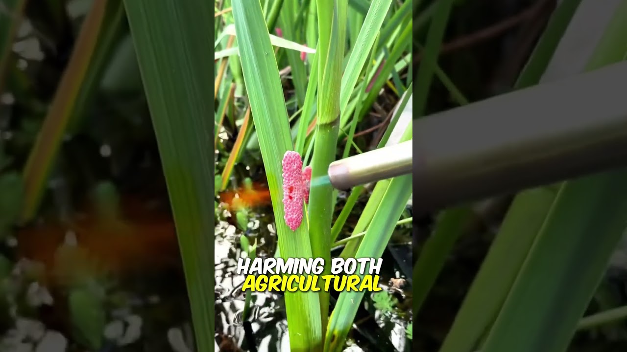 Why are apple snails dangerous?