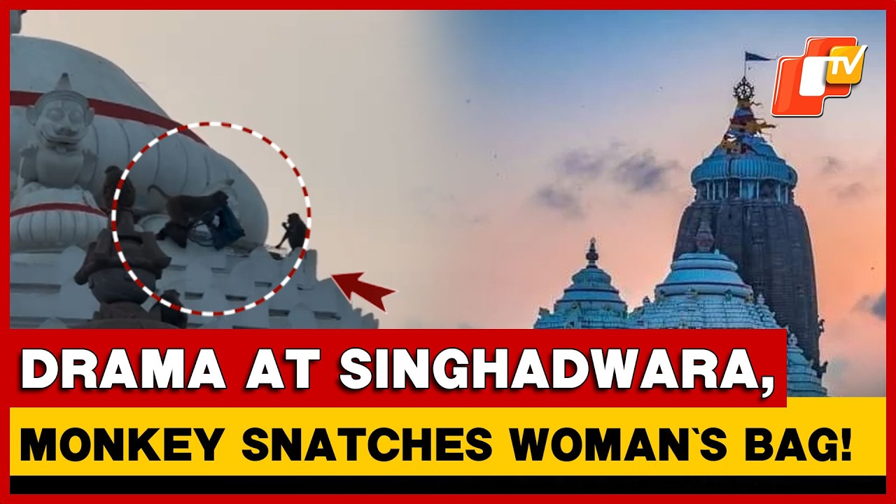Monkey Snatches Devotee&rsquo;s Bag At Puri Jagannath Temple, Climbs Singhadwara Dome | OTV
