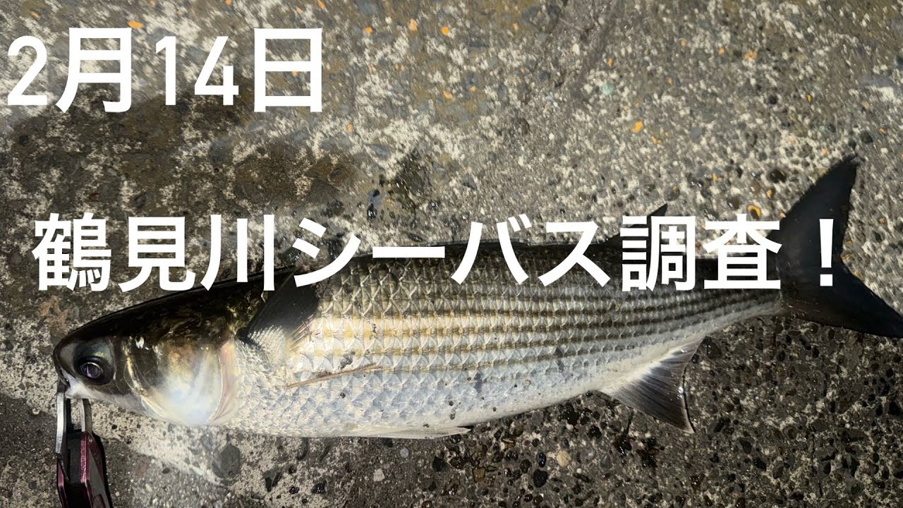 【鶴見川】鶴見川シーバス調査！ボラが止まらない😂