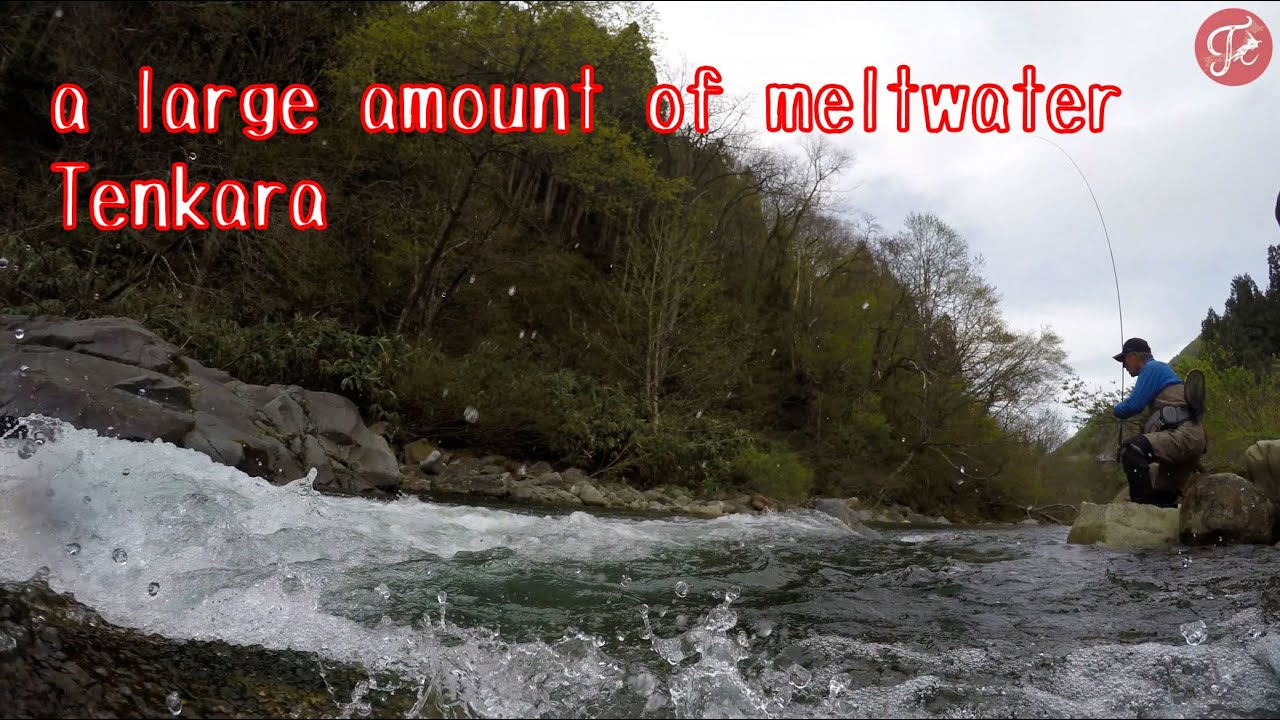 [Tenkara from japan] Tenkara in a river where a large amount of melted snow flows