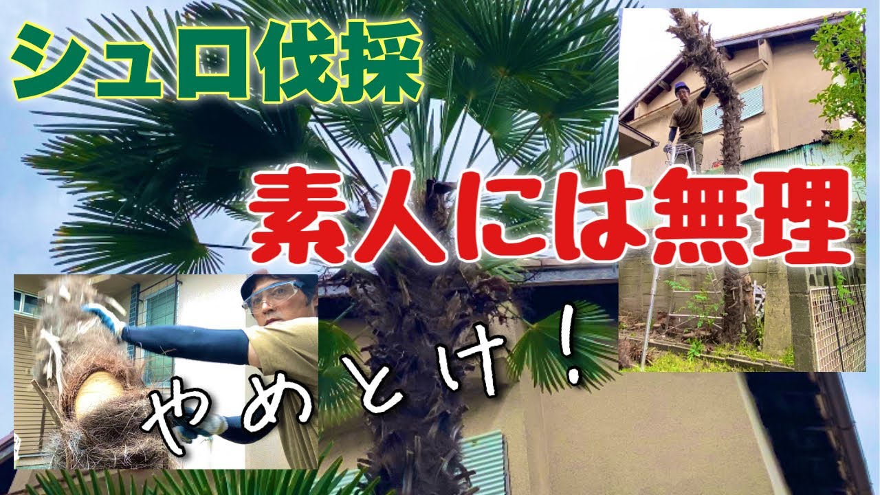 素人の９割が知らないシュロ伐採の難しさをプロが解説（有料級）
