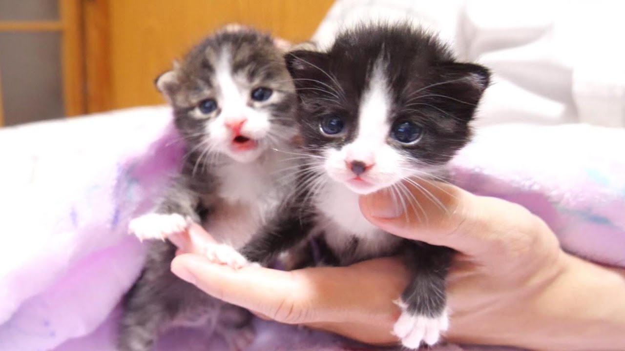 子猫達はカワイイ声でミルクをおねだりしました🐱ゆめチコまとめ②【赤ちゃん猫　保護猫】