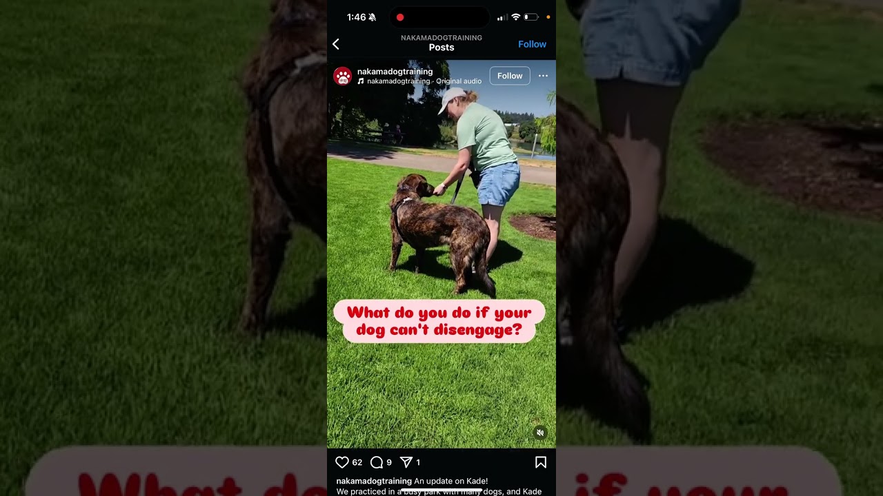 FAKE Dog Training vs REAL Dog Training