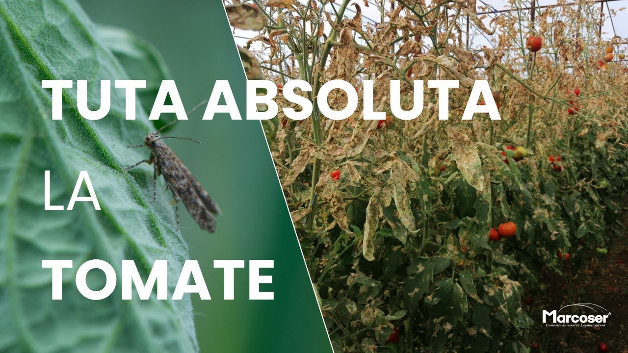 Tuta Absoluta la Tomate - Prevenire, Control și Combatere - Marcoser