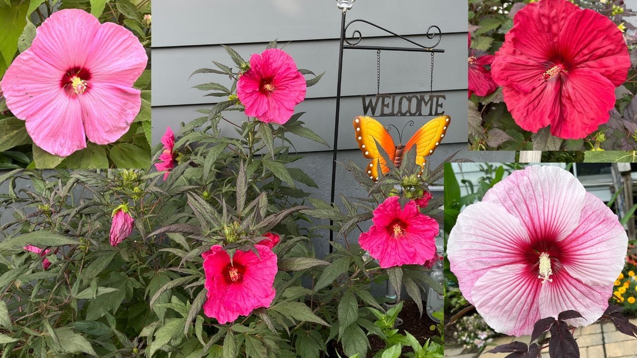 Тур Hardy Hibiscus