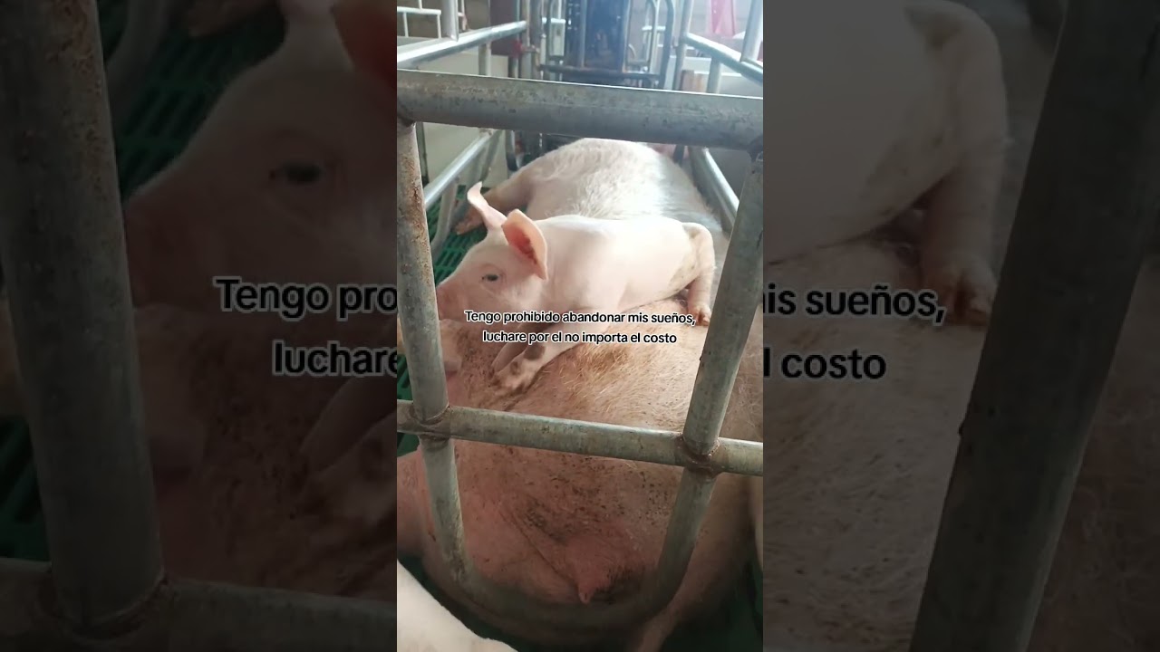 #pig #criadero #cerdos #animals #granja #porcino #porcicultura #marranos