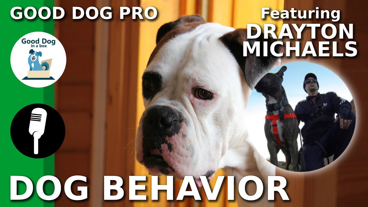 [DOG BEHAVIOR]: Understanding How Behavior Works w/ Drayton Michaels | Good Dog Pro Ep #2 (2019)