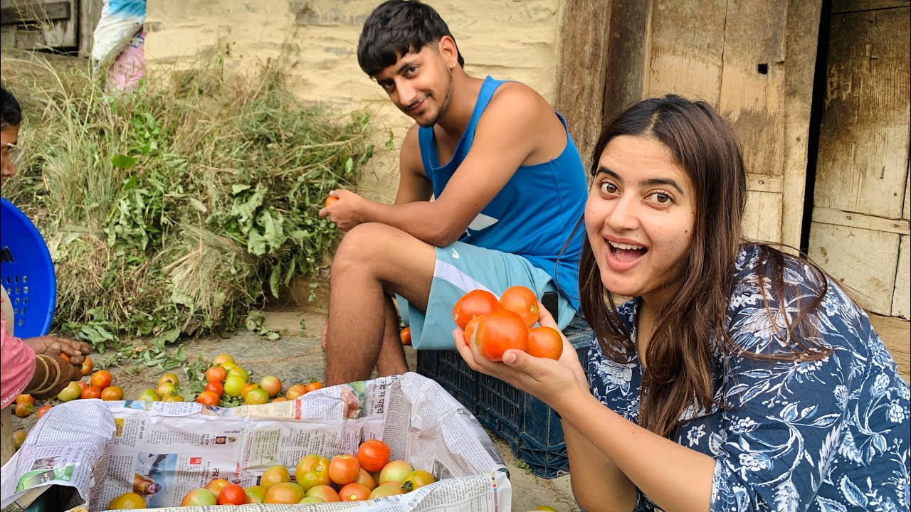 Es tarike se ki jati hai pahado main tamatar 🍅 ki packaging || pritty chauhan 