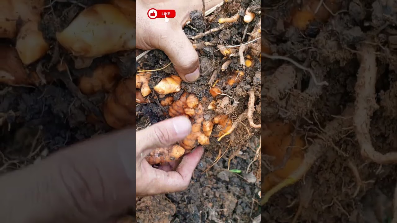 Harvesting Turmeric in Summer | Golden Roots from the Backyard!