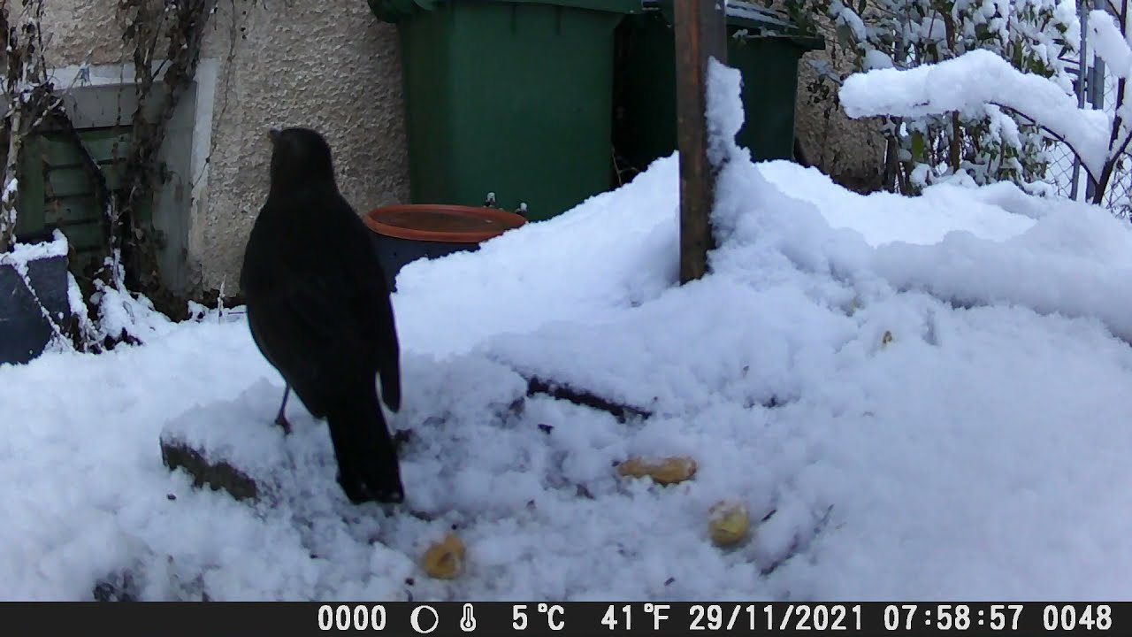 Wildkamera Crenova 29.11.2021 mein kleines Garten Gewusel