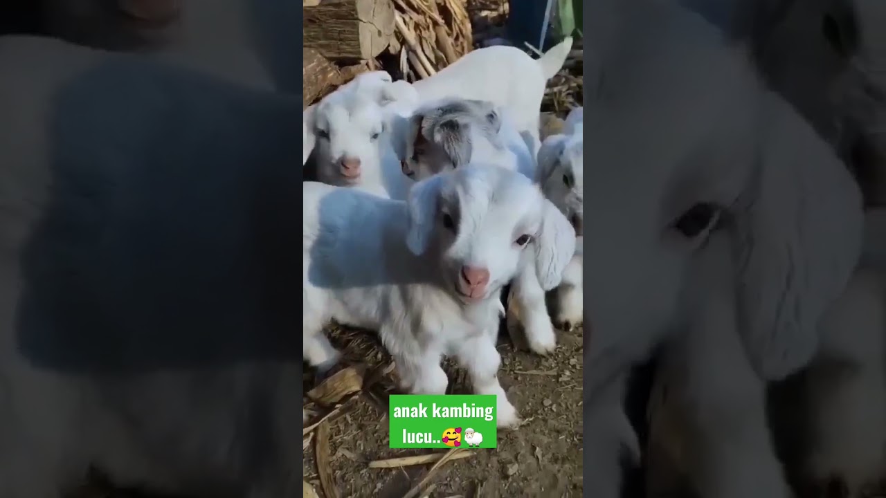 suara anak kambing lucu