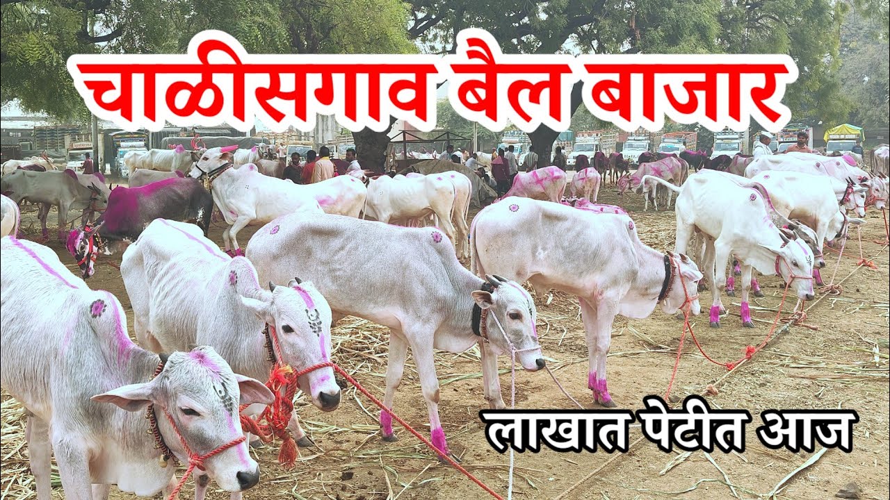 🔴 आदत लाखात काय | चाळीसगाव 👌बैल बाझार | Chalisgaon Bail Bazar | Bull Market India | चाळीसगाव बाझार 