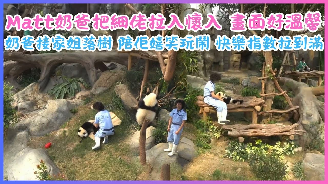 7月27日💖Matt奶爸把細佬拉入懷入 畫面好溫馨💖奶爸先接家姐落樹，陪佢嬉笑玩鬧，再接細佬落樹，把細佬拉入懷入，幫細佬掰竹子，全程陪住家姐細佬玩耍，快樂指數拉到滿