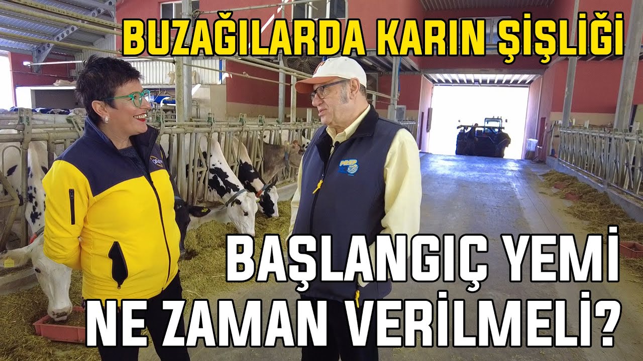 Buzağılarda karın şişliği / Başlangıç yemi ne zaman verilmeli?
