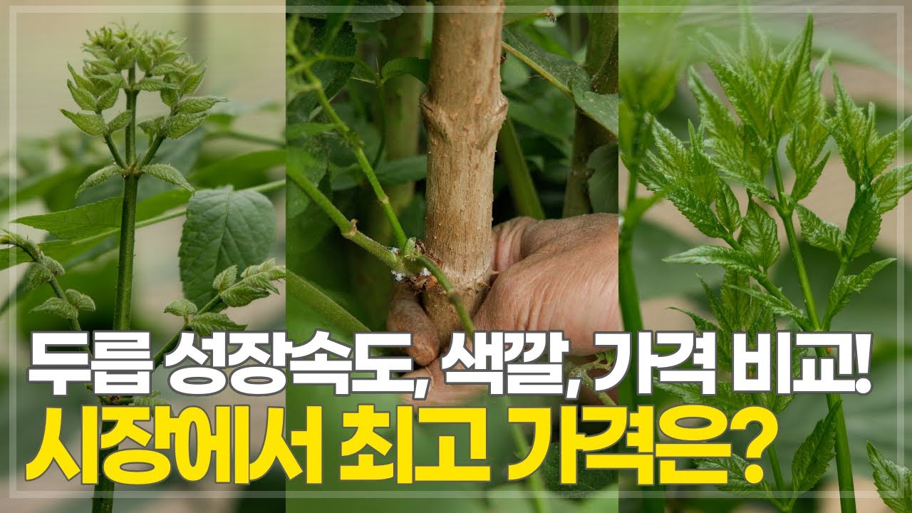 가락동 시장에서 최고 가격을 받는 두릅 품종 선정 기준은? 두릅 품종의 비밀, 각기 다른 성장 속도와 색깔 특징을 알아봅니다