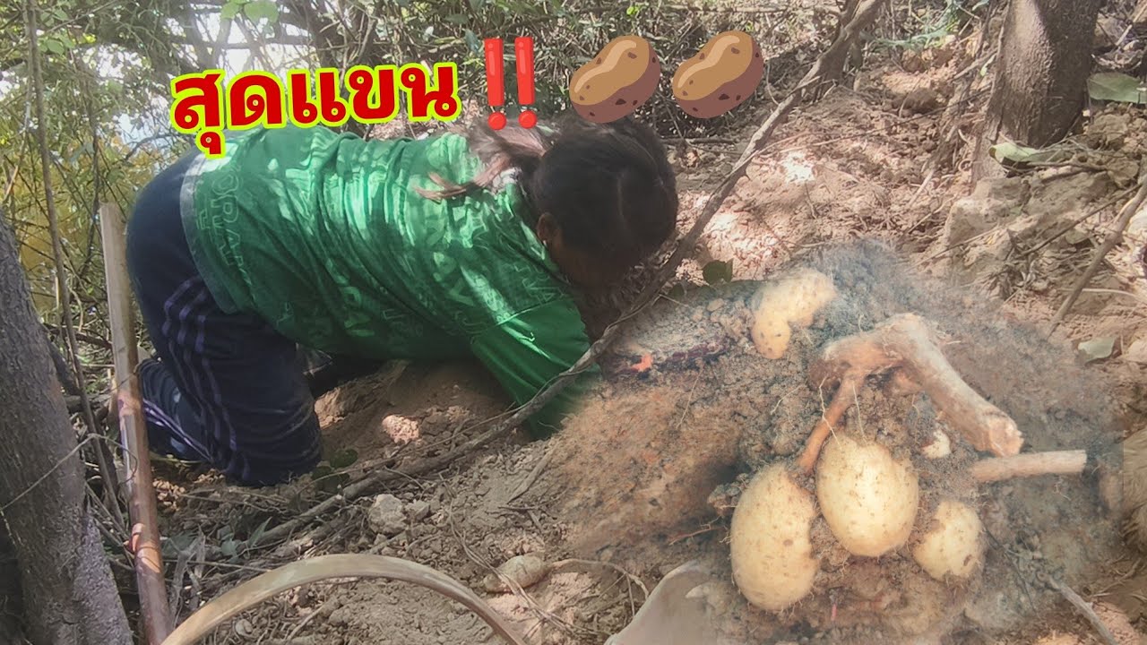 ขุดมันแซงไม่คิดว่าจะเจอ😁🥔