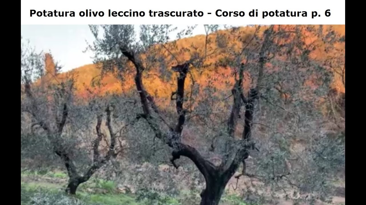 Corso di potatura olivo - puntata n° 6 - Taglio delle punte su ulivo leccino trascurato