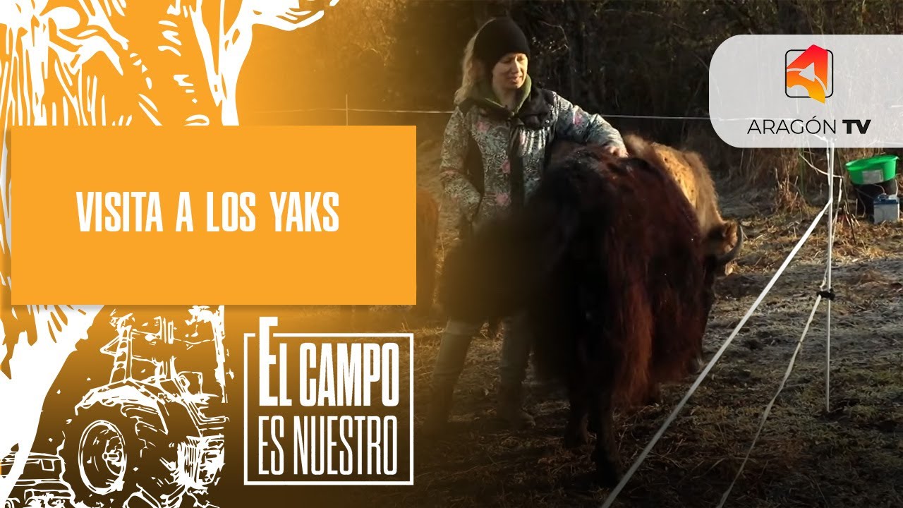 Visita a los yaks