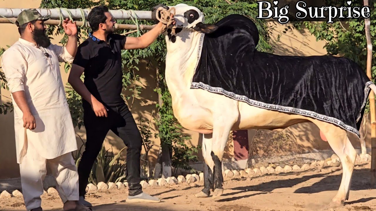 Talha Cattle Farm - Dangerous Bulls - Fateh Jang Bulls 2024 - Cow Mandi 2024 -Bakra Mandi 2024