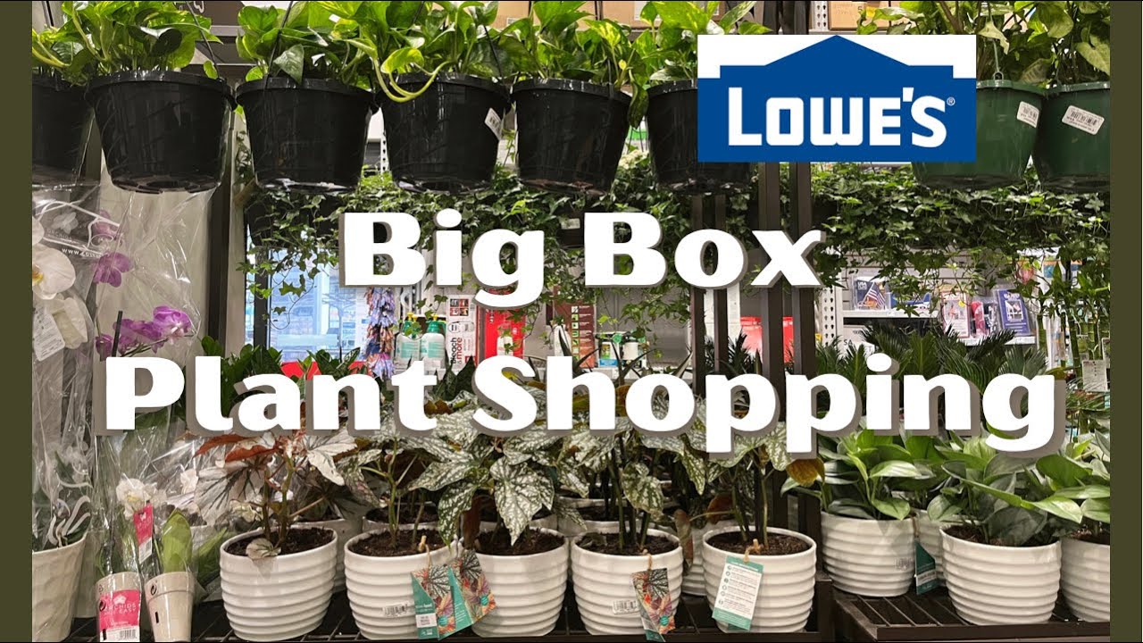 Big Box Plant Shopping! | Massive Lowes Restock 🪴Begonia, Syngonium, Calathea & more