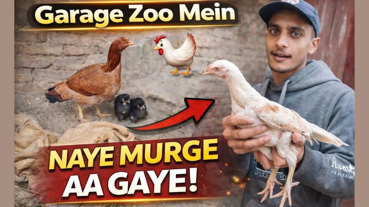 Naya White 🐔 Chuja Aaya 😍 | Ek Bakri Bech Di Garage zoo vlog