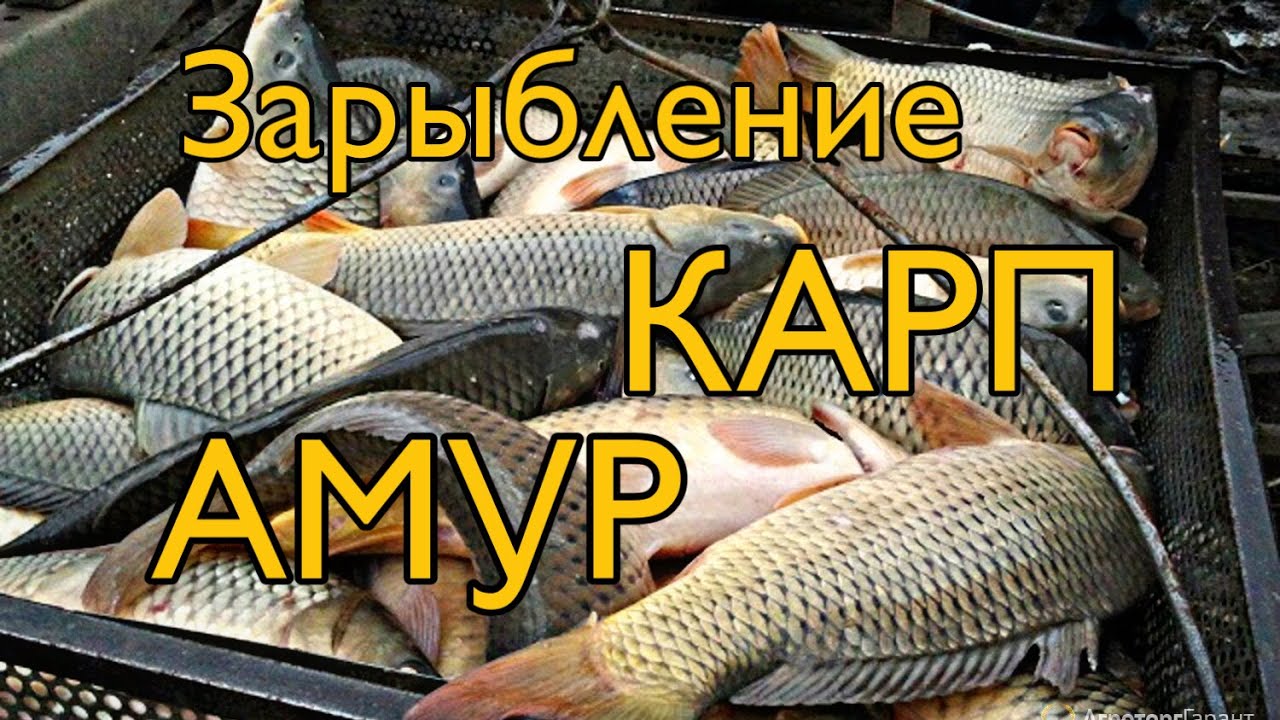 Зарыбление пруда карпом и белым амуром. Как правильно зарыбить карпа и белого амура. Пруд на даче.