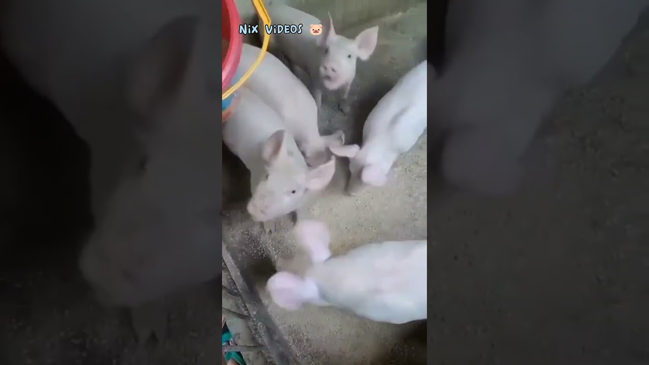 mga urig (3weeksold &lrm;@Jaja_NixVideos )