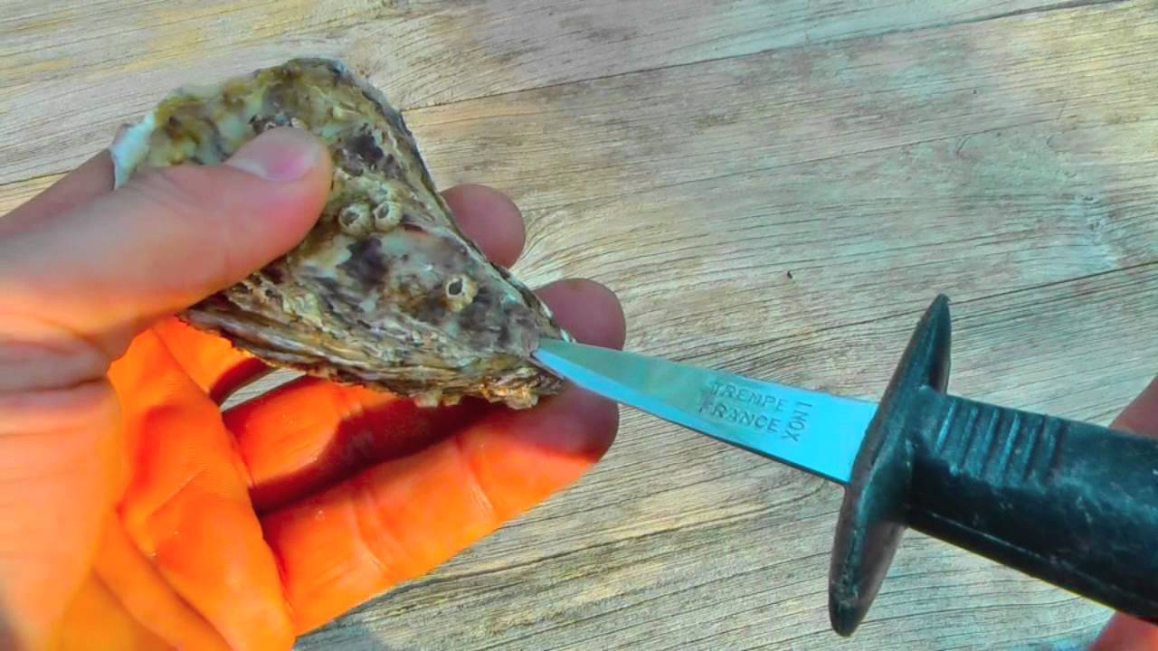 Hoe open je een oester? De beste oesterman van Nederland www.oesterkoning.nl