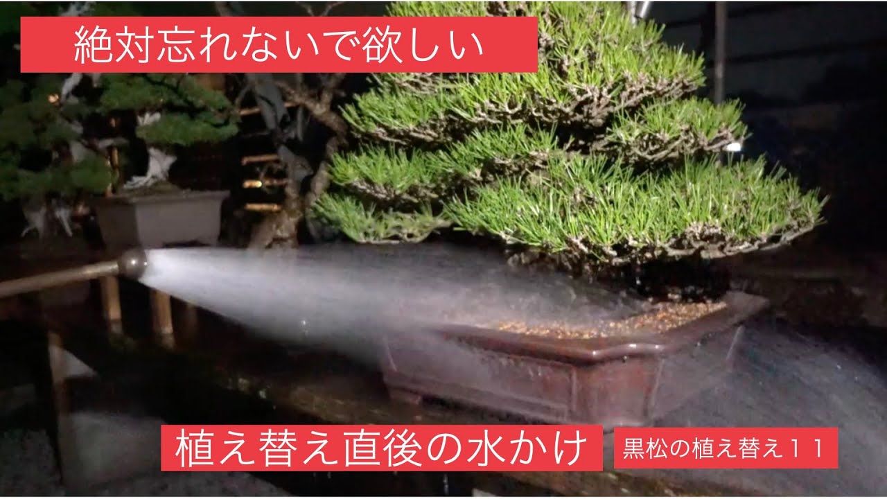 [黒松盆栽の植え替え１１] 植え替え直後の水かけ