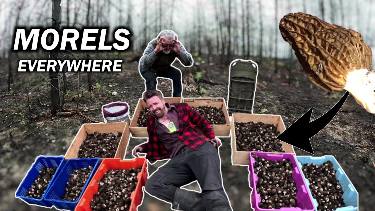 Finding a Patch of Burn Morels and Foraging in the Wilderness!